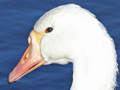 Domestic goose x Mute Swan hybrid